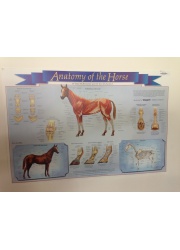 anatomy of the horse